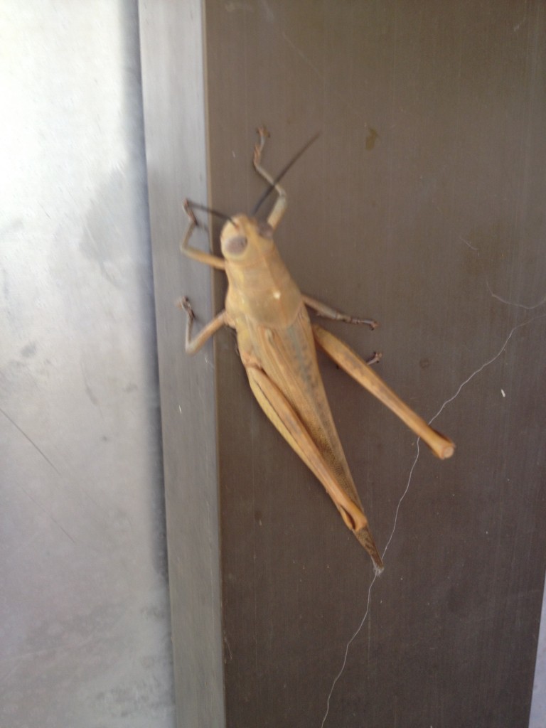 We see these weird flying crickets a lot.