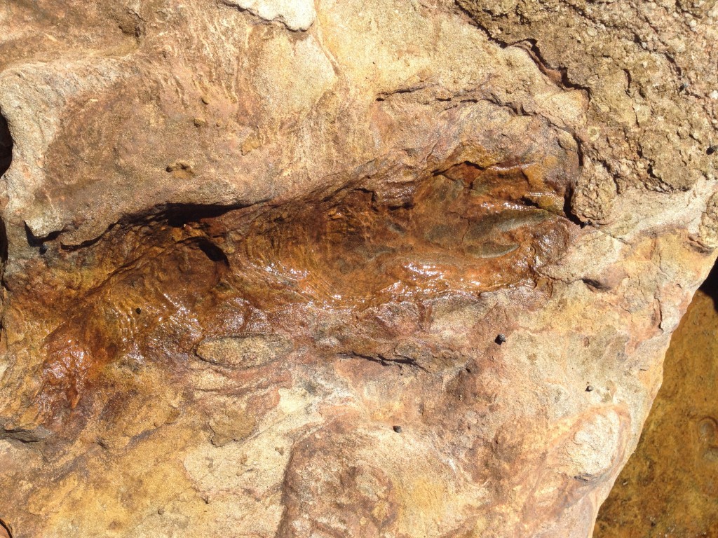 This is an actual dinosaur footprint, believe it or not.