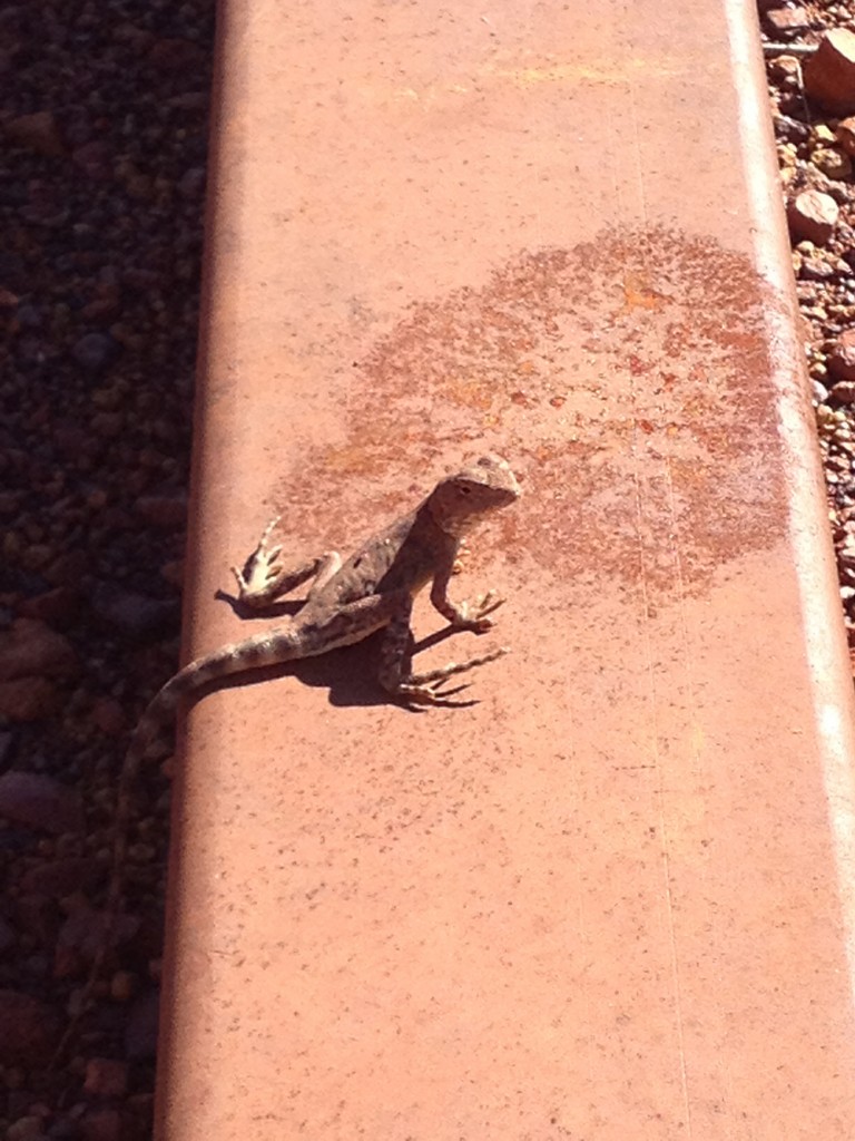 A lizard. Dad found it at Karijini when we were visiting.....