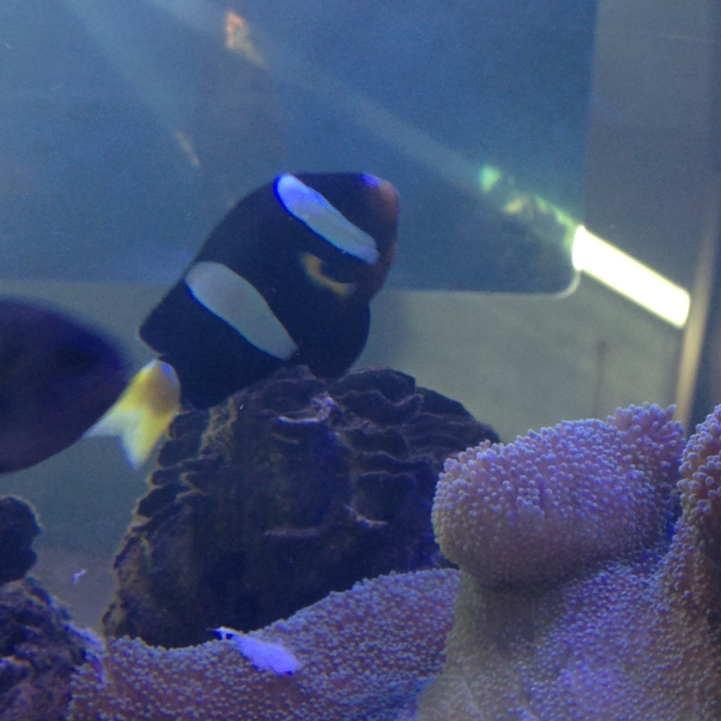 Clarks Clownfish. Dad mistook it for a Red Sea Clownfish!