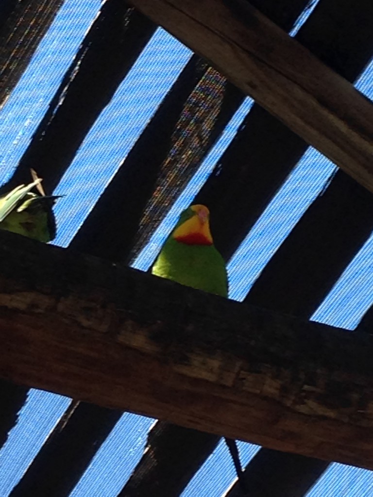 Superb Parrot: Colourful Lorikeet